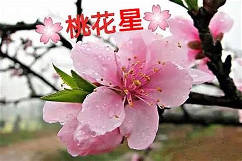 偏桃花意思|八字中的桃花分几种 (八字里的桃花是什么意思)